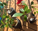 植物やエクステリアのお悩み解決します 造園•土木•農薬の資格保有！確かな知識でお悩みサポート イメージ4