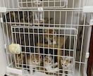 子猫を拾った方へ|育て方を動物看護師が教えます 動物看護師が丁寧にアドバイスします イメージ4