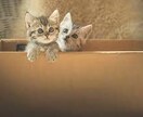 生きていれば下の世話も必要です。躾け方探します 良きパートナーになる為には、正しい接し方を学びましょう。 イメージ2