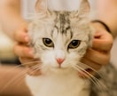 ペット霊視鑑定 虹の橋の大事な家族を霊視で視ます あの子が伝えたい言葉、伝えられなかった思いを私が代筆します。 イメージ10
