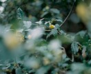 日本茶の提供・オペレーション・インスタ運用できます お茶の子さいさい　茶人として培ってきたことでのサポート イメージ5