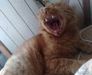 勤行を唱えて あなたを開運へといざないます 滝寛月直々の勤行を聴いて開運のサービス イメージ9