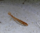 メダカのこと（病気、怪我、水質）お答えします 飼育初心者大歓迎！！メダカのことお答えします飼育環境の相談 イメージ2