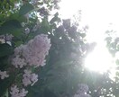素材写真撮ります。（主に風景・物） イメージ1