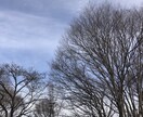 紫微斗数占い☆あなたの人生の流れを占います 生年月日・出生時間・出生地の確認をお願いします！ イメージ3