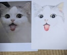 猫の似顔絵描きます 色鉛筆画で写真そっくりに描きます。 イメージ5