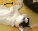 あなたのお話をゆっくり聞きます 悩みがある方、辛いことがある方、愚痴を言いたい方... イメージ1