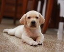 ペットヒーリングします あなたの大事な家族、猫や犬などペット、動物の波動調整に イメージ6