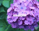 梅雨の時期におすすめ！紫陽花の写真素材を提供します 紫陽花の写真素材・1セット5枚入り イメージ2