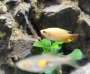 熱帯魚、水草飼育のアドバイスします 熱帯魚飼育初心者の方向けに、生体お迎えまでサポートします♪ イメージ1