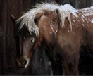 生き物中心に描きます より写真に忠実に、リアルな絵を描きます イメージ1