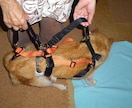 小型の老犬・障害犬の介護ハーネスを製作します 立ち上がり補助や歩行介助の初期から、終末期ケアまで使えます イメージ7