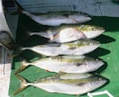 コマセのワラサ釣りで釣れるイカタンの作り方教えます 付けエサはオキアミとイカタンですがイカタンで釣果に差が出ます イメージ4