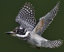 野鳥の写真を提供します 日本で見られる野鳥を季節を問わず撮影しています。 イメージ4