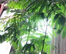 プロが植物のお悩みすぐ解決します 植物、花に関することなんでもお答え致します！ イメージ2