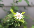 あなたのお話し、ゆったりとお聴きします あなたが人生を明るく、軽やかに、悠々と歩む♫お手伝いします イメージ9