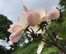 恋愛や結婚の悩み、私が聞きます 素人ですが恋愛経験豊富！結婚→出産→子連れ離婚→子連れ再婚 イメージ2