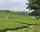 写真の代行をします なかなかうまく撮れない方や綺麗に撮って欲しい方にオススメ♪ イメージ4