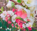 動画付き✨今すぐお話ししたい方お聞きます "本来のあなたの姿で、自由に生きていくきっかけになれば…✨" イメージ5