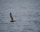 自然写真、野生動物の写真などを提供できます 自然や動物の写真に特化した素材提供 イメージ5