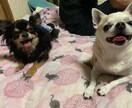 犬猫の相談何でも受けます 話す事でお互いもっと犬猫を好きになれれば良いなと思います！ イメージ2