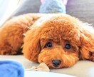 ペットいきいき、幸せヒーリングをさせて頂きます 家族の一員として、大切な存在のペットの癒しと幸せの為に‼ イメージ3