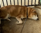気楽に何でも話します、聞きます だらだら休みを過ごすんじゃなく、誰かの役に立ちたい イメージ1