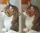 写真加工・編集・レタッチ承ります コスプレ・家族写真・ペット・風景写真などに対応します！ イメージ4