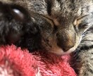 猫の飼い方教えます 産まれたときから猫と共に過ごした経験 イメージ1