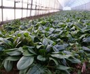 土壌医の家庭菜園のコツ！ご相談に乗ります 〜土壌医が教える〜『理屈が分かると楽しい！家庭菜園のコツ』 イメージ6