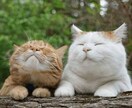 心のリラックス作り、癒しのお手伝いします 1人で頑張りすぎてしまうあなたへ イメージ1