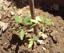 キヌアの芽出し方法教えます これから家庭菜園でキヌア栽培を検討されている方に‼︎ イメージ3