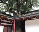 福岡パワースポット三社参りの方法で代理参拝します 願主様の代わりに正式な参拝方法で太宰府天満宮を参拝します。 イメージ3