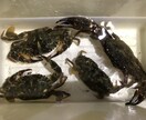 蟹取り方法(ノコギリガザミ、イシガニ)教えます 高級蟹を実際に採取している本人だから分かるコツ伝授 イメージ3