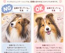 アニマルコミュニケーション/動物さんとお話します 大切に想う動物さんに、貴方の声をお届けします✦.* イメージ2