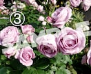 薔薇の花の写真、提供します スマホで撮った薔薇の写真を提供いたします。 イメージ3