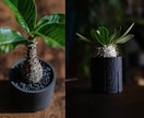 商品・店舗・人物撮影！すぐに使える画像を提供します 岡山県からSNSやHP、各種販売サイトで使える画像を出張撮影 イメージ4