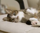 なんとなく話したい方。お話し聞きます ゆるゆる話したい方。楽しい時間を過ごしましょう♪ イメージ6