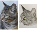 ペットの写真から水彩画か鉛筆画で似顔絵を描きます ペットの顔を描きます。原画をお届けします。 イメージ8