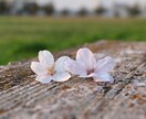 写真を出品します 自然、動物、食べ物などの写真となります。時々脱線します。 イメージ5