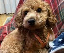 話し相手になります どんな話でも大丈夫。私と話してスッキリしましょう! イメージ1