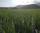 新規就農のご相談承ります 市場出荷せずに、きちんと利益が出る農業経営を目指しましょう。 イメージ3