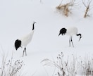 北海道旅行で野生動物に出会うコツを教えますます 北海道在住の動物写真家がご提案！ イメージ8