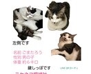 脱走した猫の探し方を状況別に具体的にお伝えします 初動で発見率は大きく変わります。まずは落ち着いて相談を イメージ4