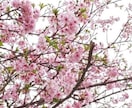 TikTokに、あなたの代わりに投稿いたします さらに利用者数３０億人以上のSNSに投稿いたします イメージ1
