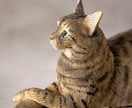 愛犬・愛猫を写真から立体フィギュアにします 写真をお送りいただくだけ。毛色も表情もそっくりに。 イメージ2