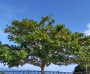 沖縄旅行の思い出を特別に！自然な雰囲気で撮影します 沖縄の旅のワンシーンをナチュラルに撮影！思い出を美しく残そう イメージ3