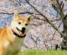 ペットの思い出写真をムメモリアルービーに仕上げます 大切な家族との思い出写真を“スライドショー”にしたい方へ！ イメージ3