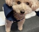 うつ経験者があなたのお話を聞いて助けます うつ経験を元にして、疲れ気味なあなたを少し前向きにできたら。 イメージ1