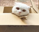 女の子の癒し声で、ささやきます そっと会話したい方、甘いトークをしたい方、覗いて下さいね。 イメージ1